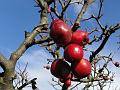 2014-0208-1340_Crab_Apple_8,1C